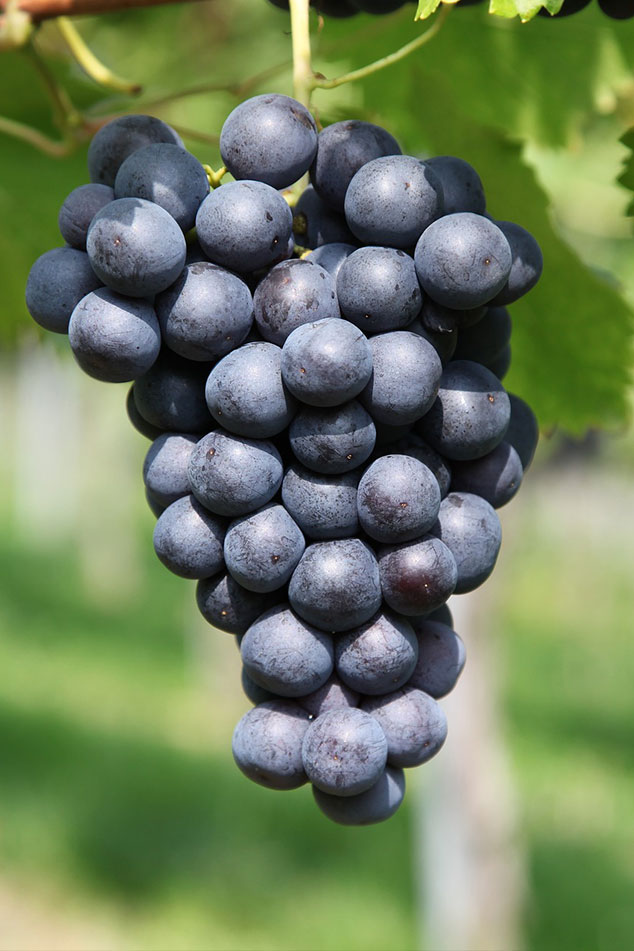 Fresh vegetables online Bahawalpur, Grocery delivery Bahawalpur, 
Buy fruits and vegetables online, 
Chicken delivery Bahawalpur,
Daily vegetable prices in Bahawalpur,
