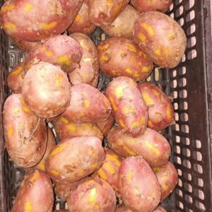 Home 6 potatos Subzitime.com