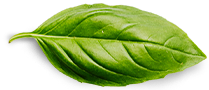 basil leaf at subzitime